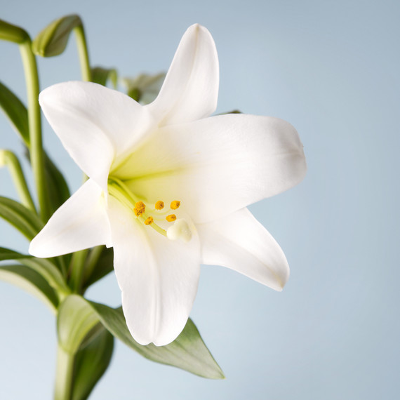 Blooming of the Easter Lily